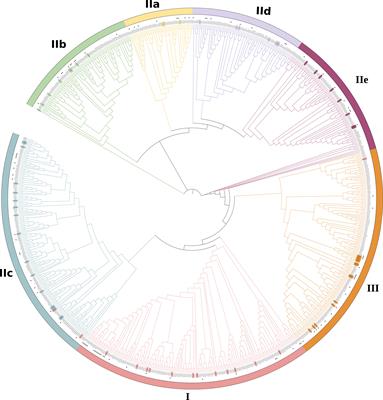 Multifaceted roles of WRKY transcription factors in abiotic stress and flavonoid biosynthesis